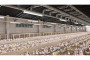 Світильник світлодіодний герметичний FARM, LED, 50 Вт, 7500 лм, 4000К, AC220-240V, IP65, IK08, PMMA, 150 см